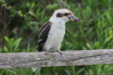 Ledòák obrovský (Dacelo novaeguineae) Ledòák obrovský (Dacelo novaeguineae)
