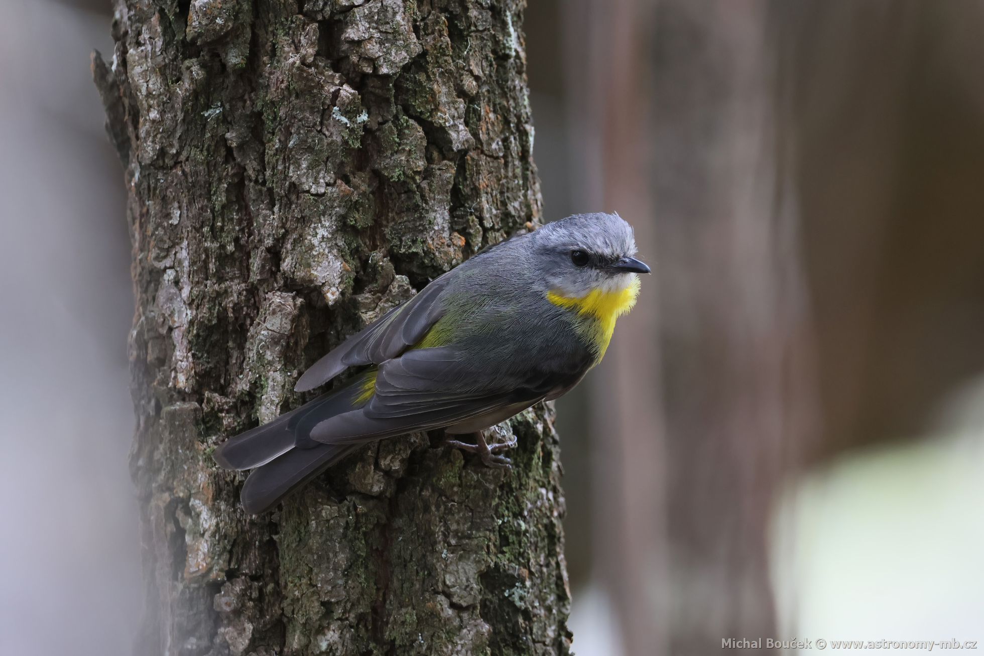 Lejsík lutý (Eopsaltria australis)