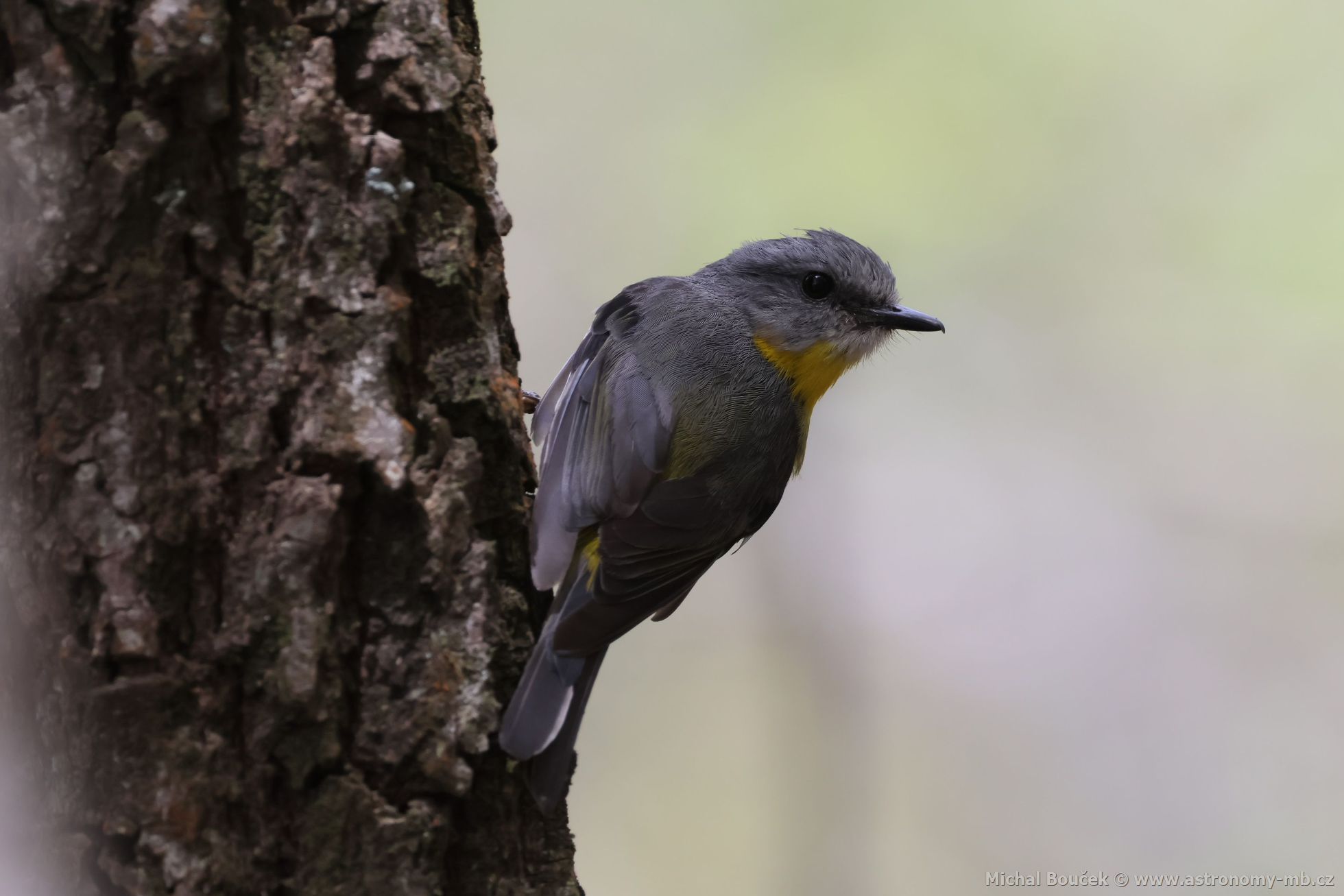 Lejsík lutý (Eopsaltria australis)