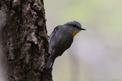 Lejsík lutý (Eopsaltria australis)