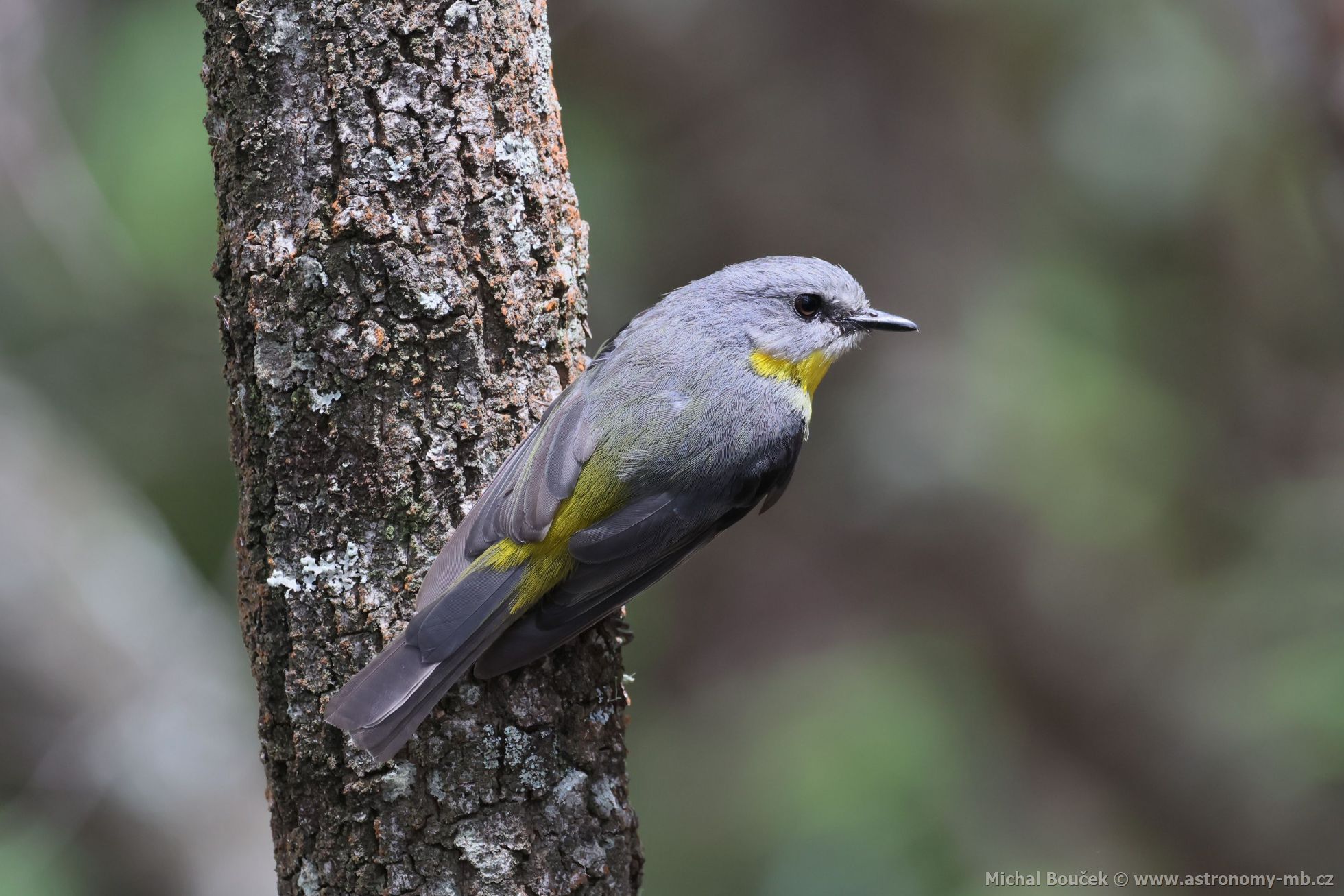 Lejsík lutý (Eopsaltria australis)