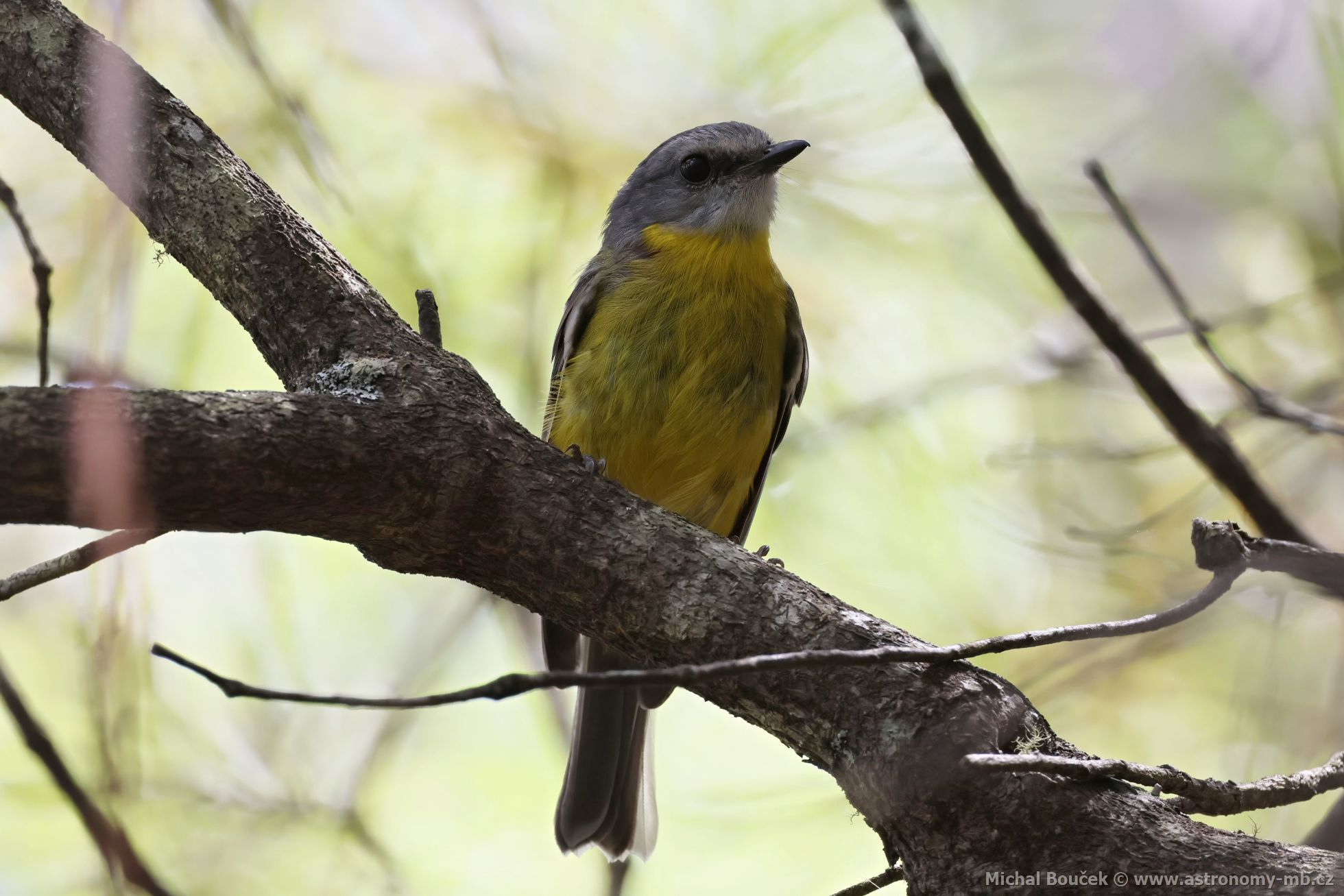 Lejsík lutý (Eopsaltria australis)