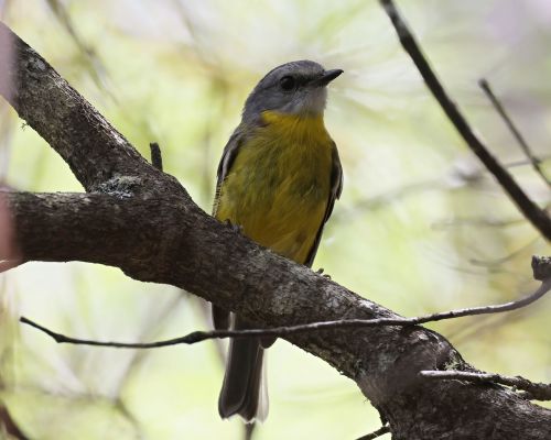 Lejsík lutý (Eopsaltria australis)