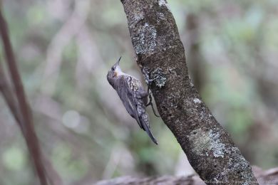 Lezčík bělohrdlý (Cormobates leucophaea) Lezčík bělohrdlý (Cormobates leucophaea)