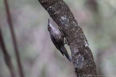 Lezčík bělohrdlý (Cormobates leucophaea) Lezčík bělohrdlý (Cormobates leucophaea)
