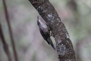 Lezčík bělohrdlý (Cormobates leucophaea) Lezčík bělohrdlý (Cormobates leucophaea)