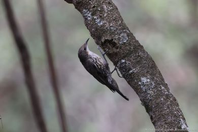 Lezčík bělohrdlý (Cormobates leucophaea) Lezčík bělohrdlý (Cormobates leucophaea)