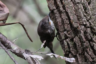 Lezčík bělohrdlý (Cormobates leucophaea) Lezčík bělohrdlý (Cormobates leucophaea)