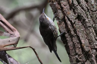 Lezčík bělohrdlý (Cormobates leucophaea) Lezčík bělohrdlý (Cormobates leucophaea)