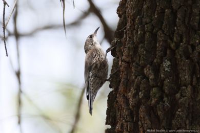 Lezčík bělohrdlý (Cormobates leucophaea) Lezčík bělohrdlý (Cormobates leucophaea)