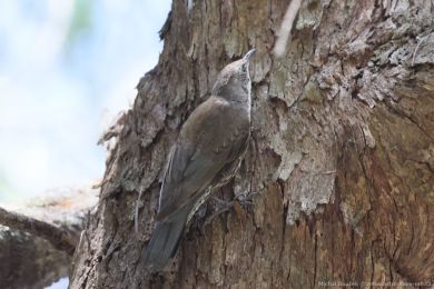 Lezčík bělohrdlý (Cormobates leucophaea) Lezčík bělohrdlý (Cormobates leucophaea)