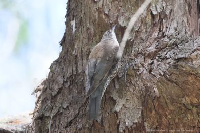 Lezčík bělohrdlý (Cormobates leucophaea) Lezčík bělohrdlý (Cormobates leucophaea)