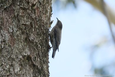 Lezčík bělohrdlý (Cormobates leucophaea) Lezčík bělohrdlý (Cormobates leucophaea)