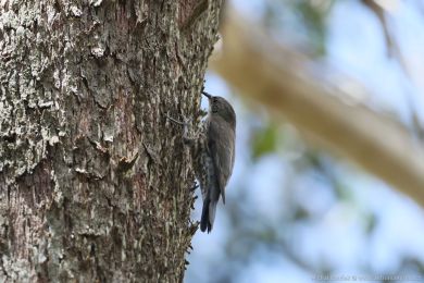 Lezčík bělohrdlý (Cormobates leucophaea) Lezčík bělohrdlý (Cormobates leucophaea)