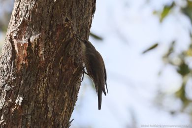 Lezčík bělohrdlý (Cormobates leucophaea) Lezčík bělohrdlý (Cormobates leucophaea)
