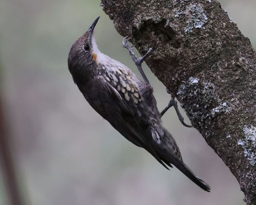 Lezík blohrdlý (Cormobates leucophaea)