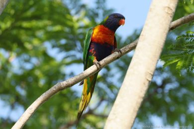 Lori duhový (Trichoglossus moluccanus)