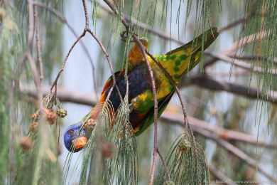 Lori duhový (Trichoglossus moluccanus)