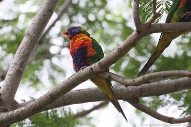 Lori duhový (Trichoglossus moluccanus)
