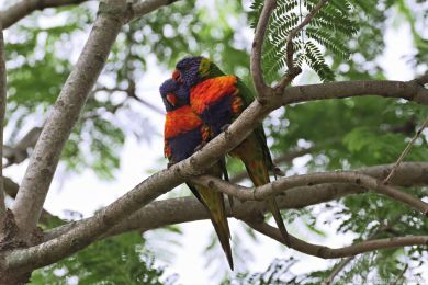 Lori duhový (Trichoglossus moluccanus)