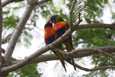 Lori duhový (Trichoglossus moluccanus)