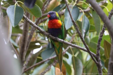 Lori duhový (Trichoglossus moluccanus)
