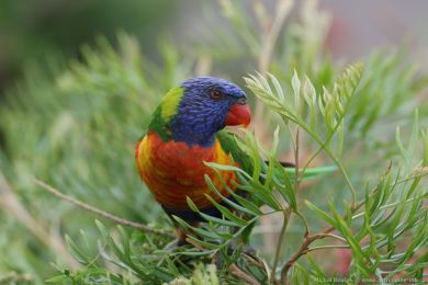 Lori duhový (Trichoglossus moluccanus)