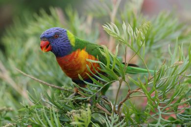 Lori duhový (Trichoglossus moluccanus)