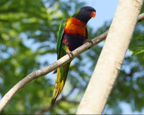 Lori duhový (Trichoglossus moluccanus)