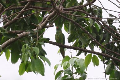 Lori lutoskvrnný (Trichoglossus chlorolepidotus)