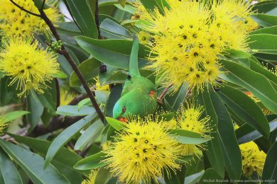 Lori lutoskvrnný (Trichoglossus chlorolepidotus)