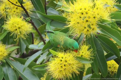 Lori lutoskvrnný (Trichoglossus chlorolepidotus)