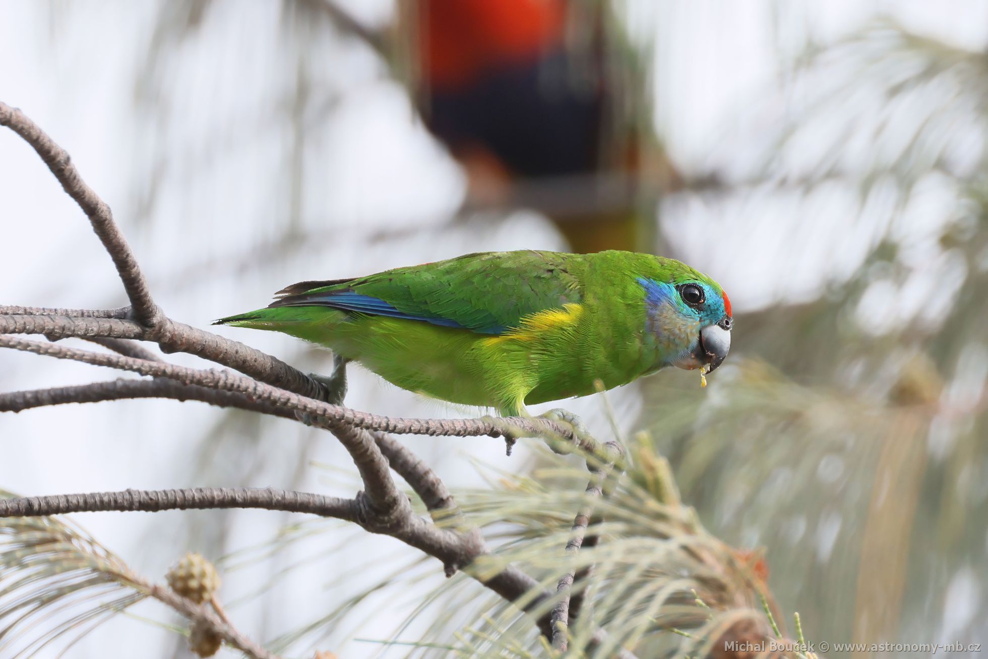 Loríek lutoboký (Opopsitta diophthalma)