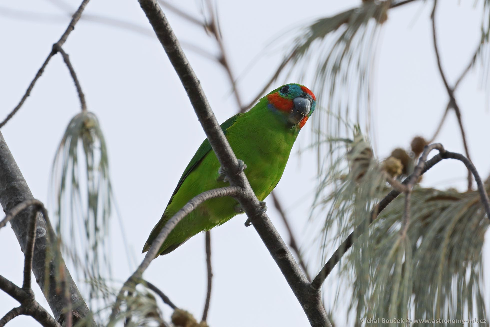 Loríek lutoboký (Opopsitta diophthalma)