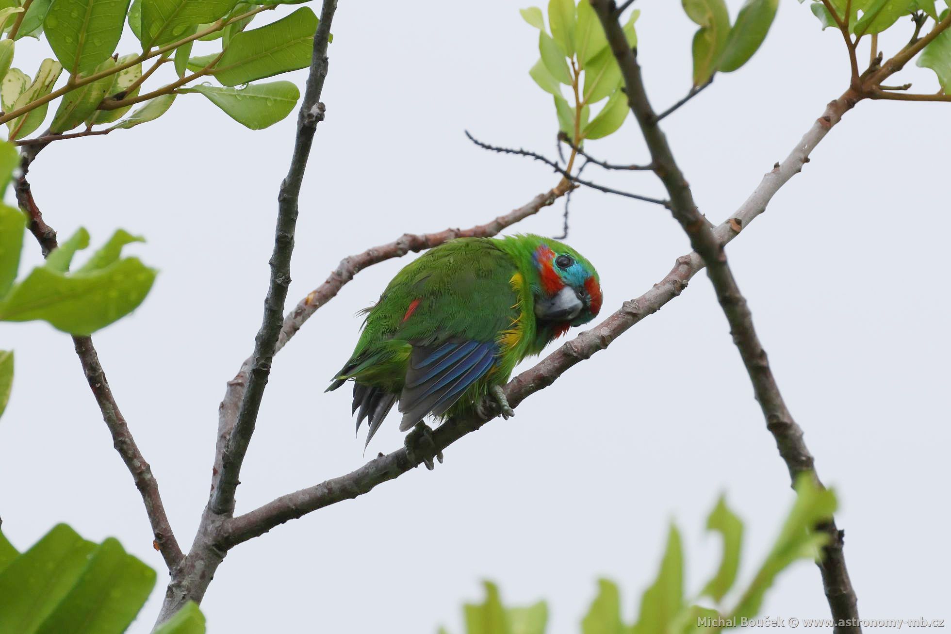 Loríek lutoboký (Opopsitta diophthalma)