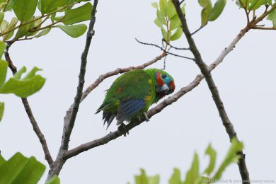 Loríek lutoboký (Opopsitta diophthalma)