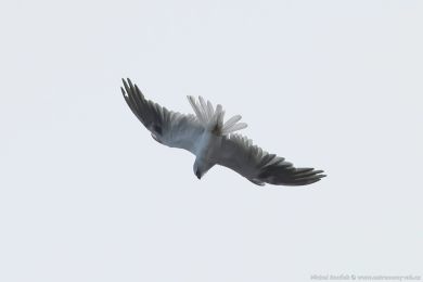 Luņec australský (Elanus axillaris) Luņec australský (Elanus axillaris)