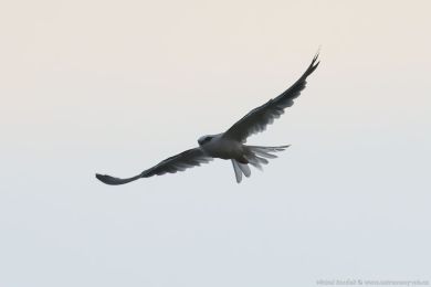 Luņec australský (Elanus axillaris) Luņec australský (Elanus axillaris)