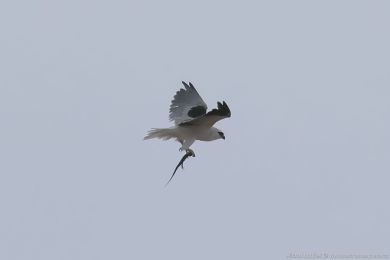 Luņec australský (Elanus axillaris) Luņec australský (Elanus axillaris)