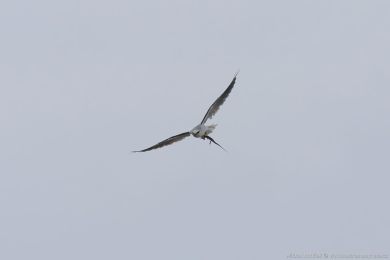 Luņec australský (Elanus axillaris) Luņec australský (Elanus axillaris)
