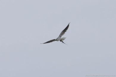 Luņec australský (Elanus axillaris) Luņec australský (Elanus axillaris)