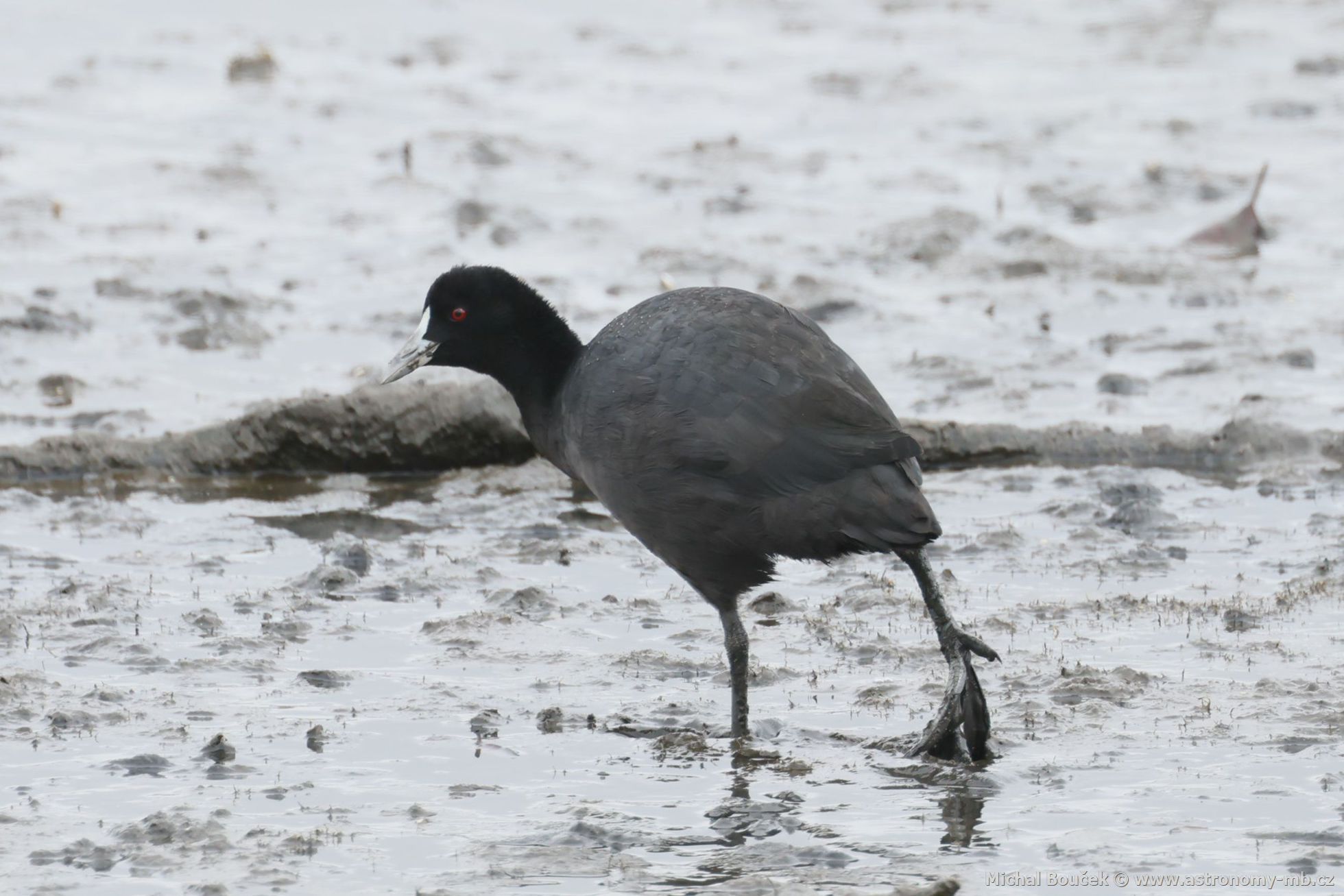 Lyska erná (Fulica atra ssp. australis)