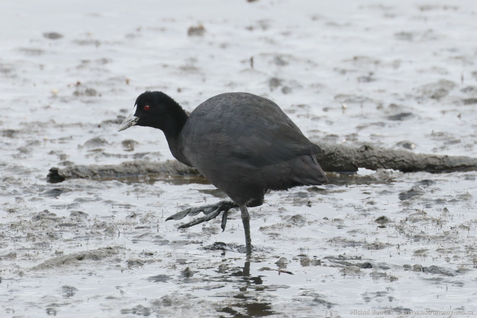 Lyska erná (Fulica atra ssp. australis)