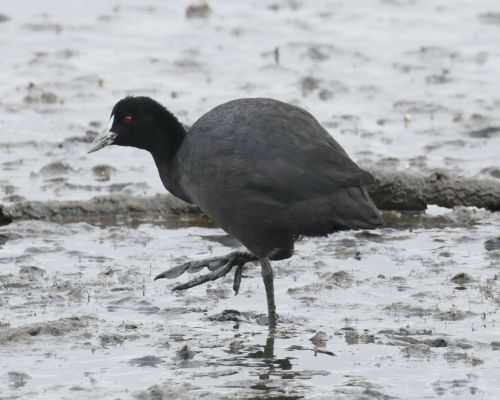 Lyska erná (Fulica atra ssp. australis)