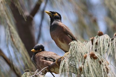 Majna obecná (Acridotheres tristis)