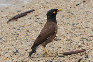 Majna obecná (Acridotheres tristis)