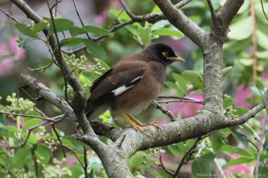Majna obecná (Acridotheres tristis)