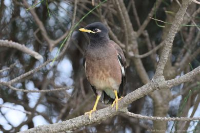 Majna obecná (Acridotheres tristis)