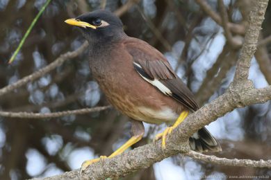 Majna obecná (Acridotheres tristis)