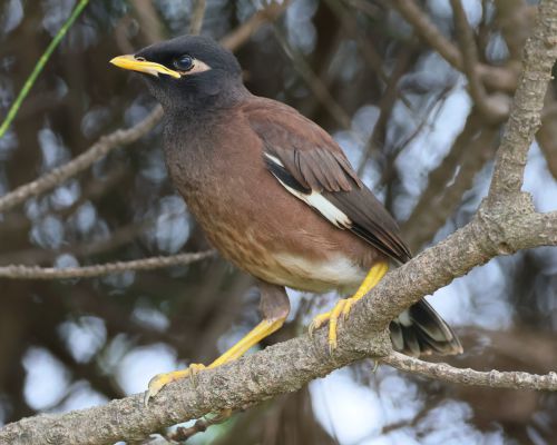 Majna obecná (Acridotheres tristis)